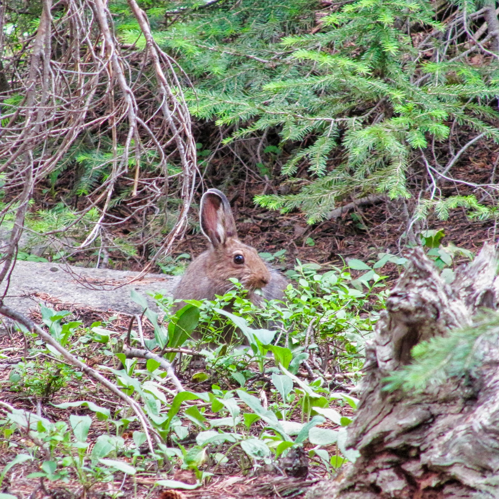 a rabbit sitting in the middle of a forest