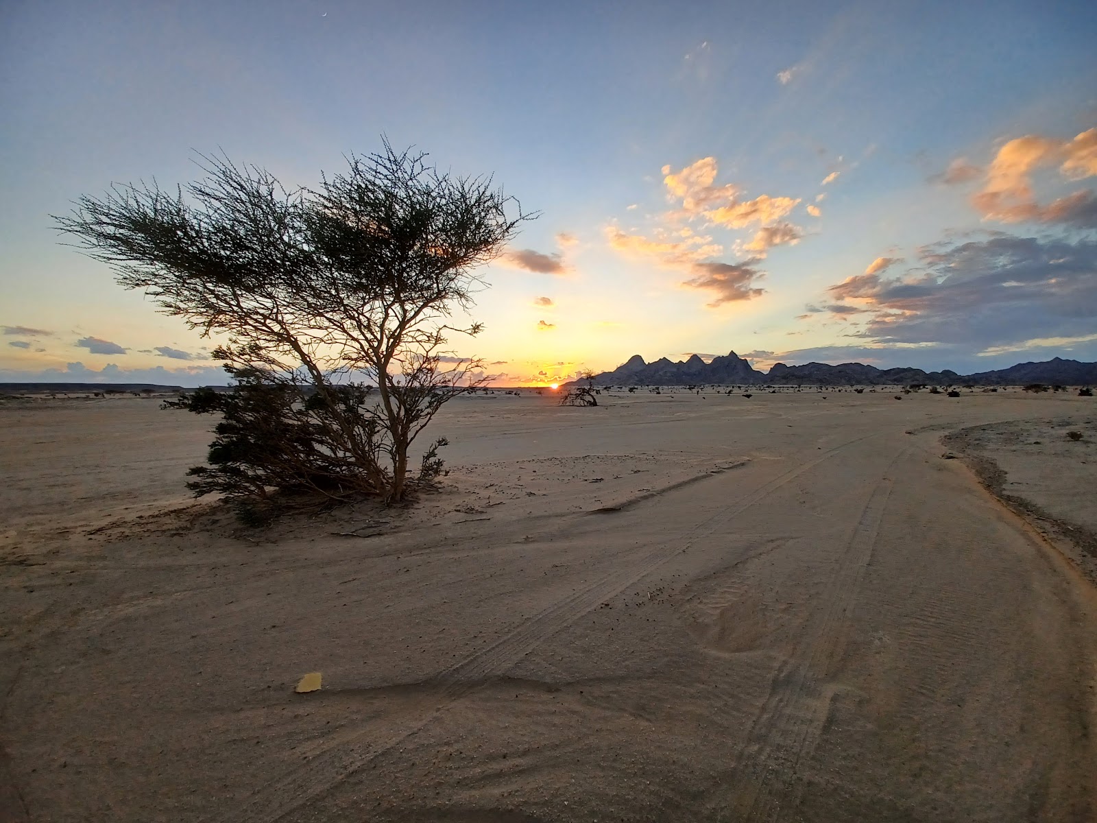 a lone tree in the middle of a desert