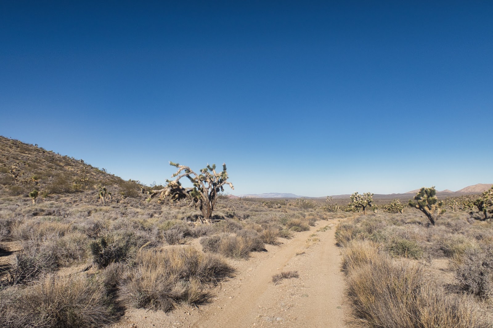 a dirt road in the middle of a desert