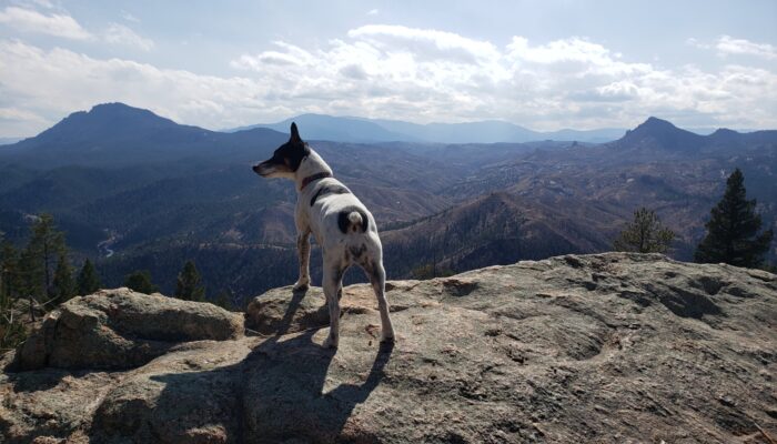a dog standing on top of a large rock