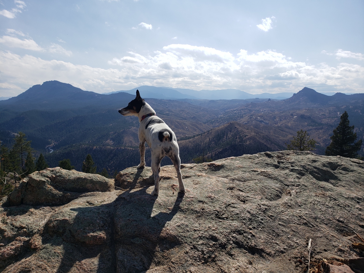 a dog standing on top of a large rock