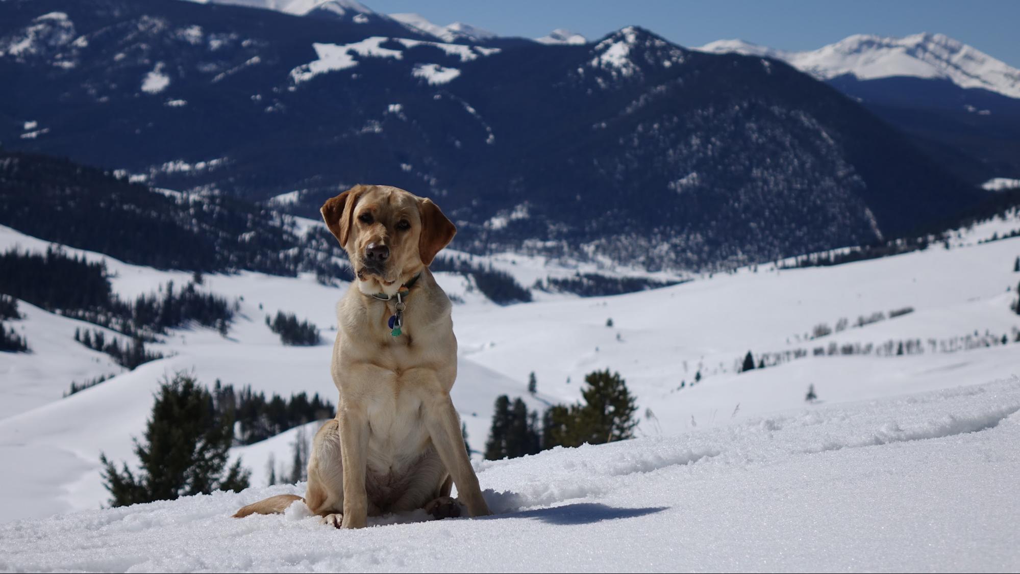 a dog sitting in the snow with mountains in the background