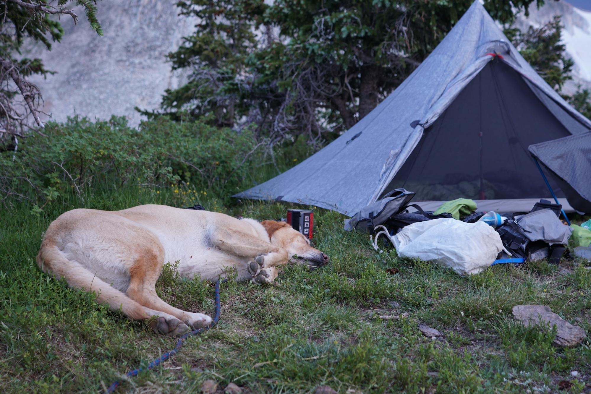 a dog laying in the grass next to a tent