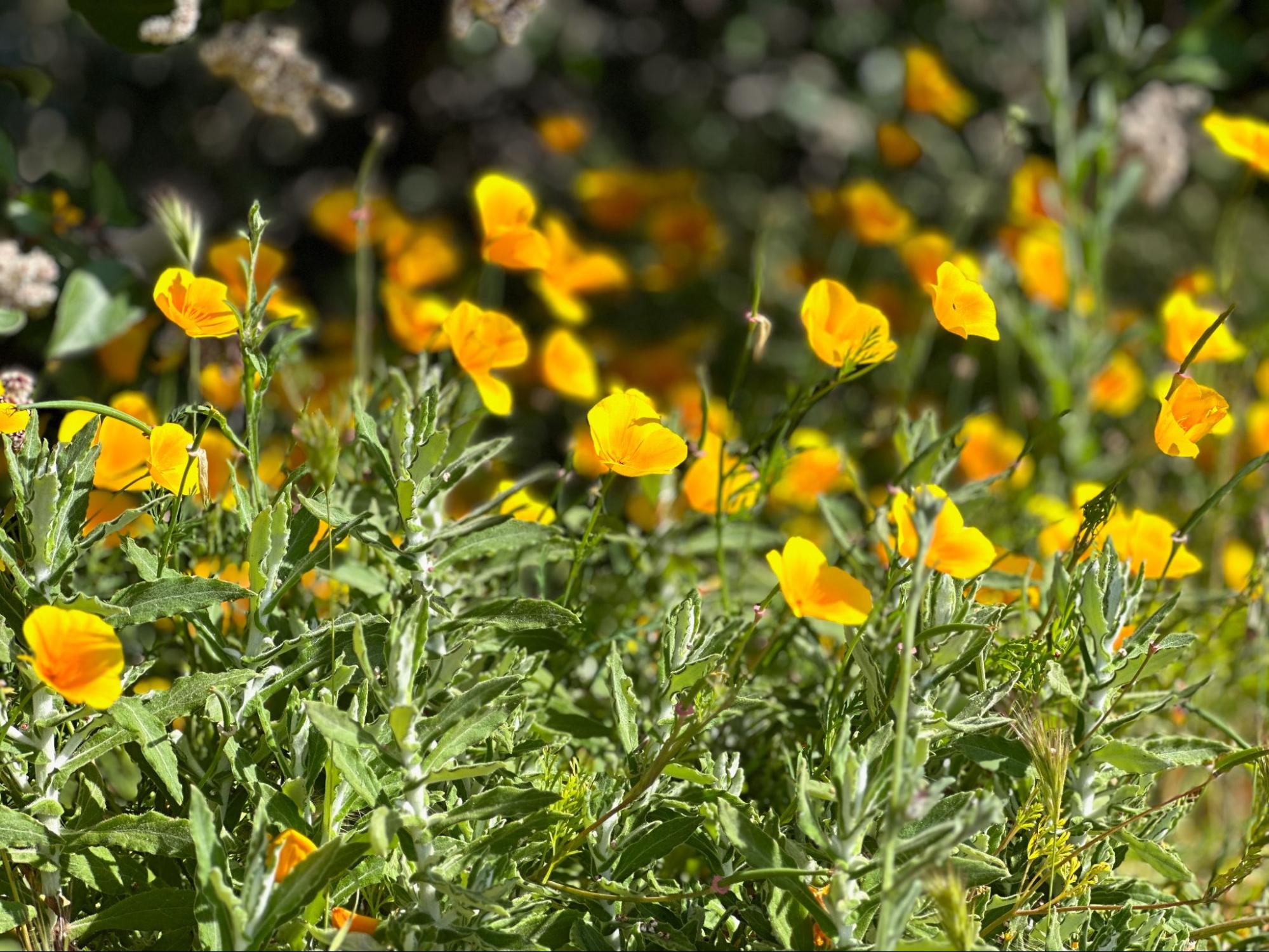 a field full of yellow flowers with green leaves