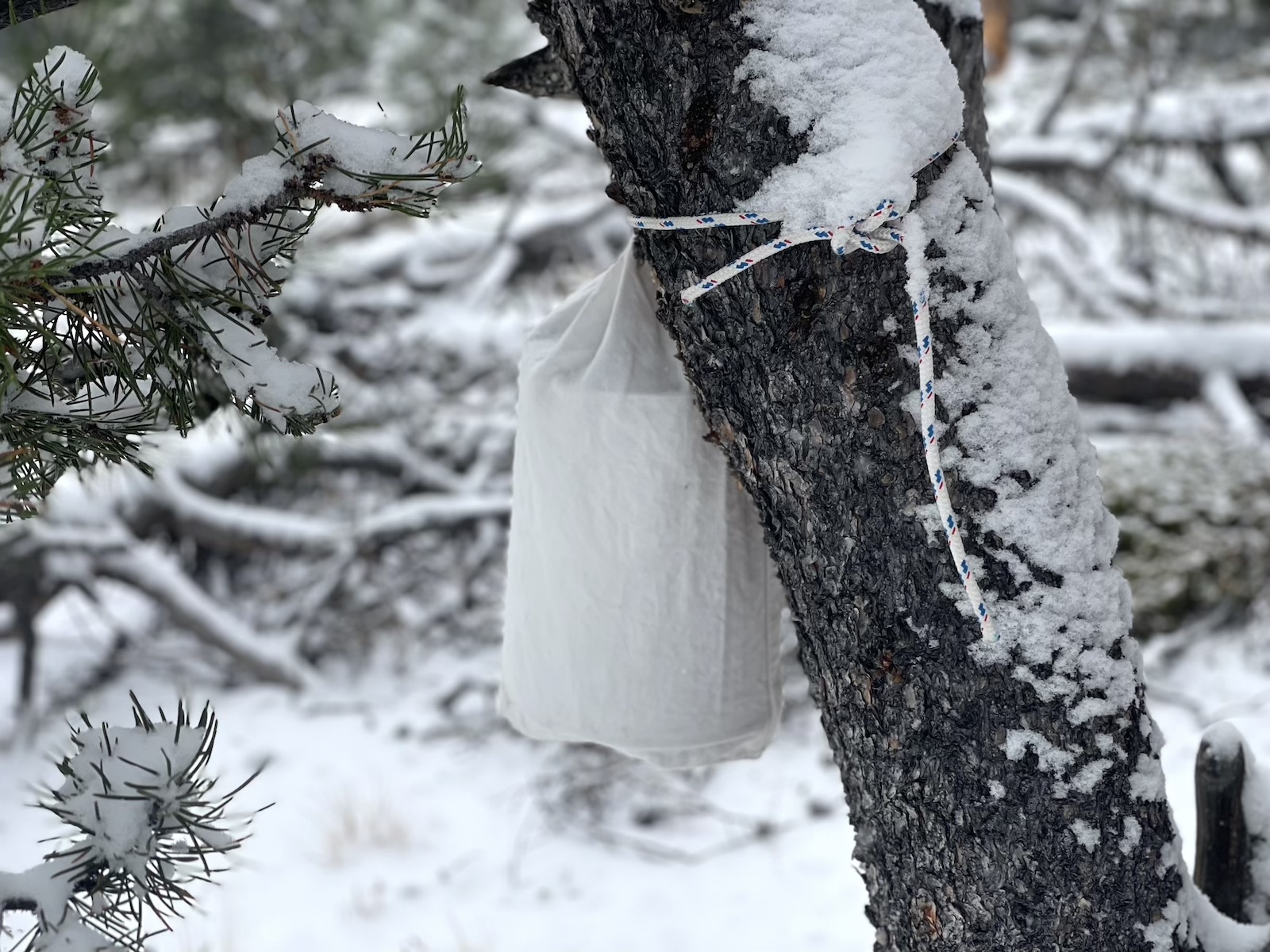 a bag hanging from a tree in the snow