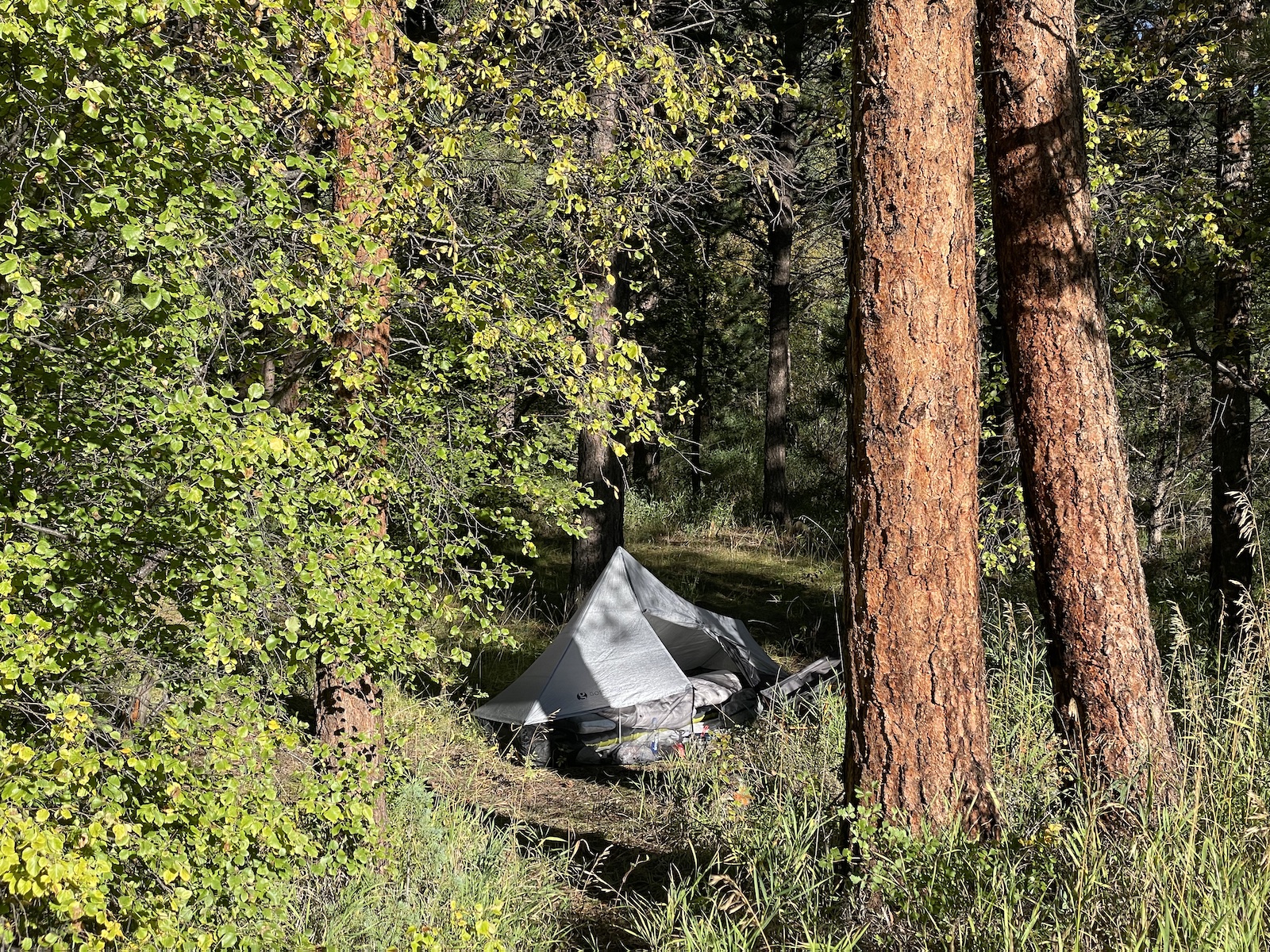 a tent in the middle of a forest