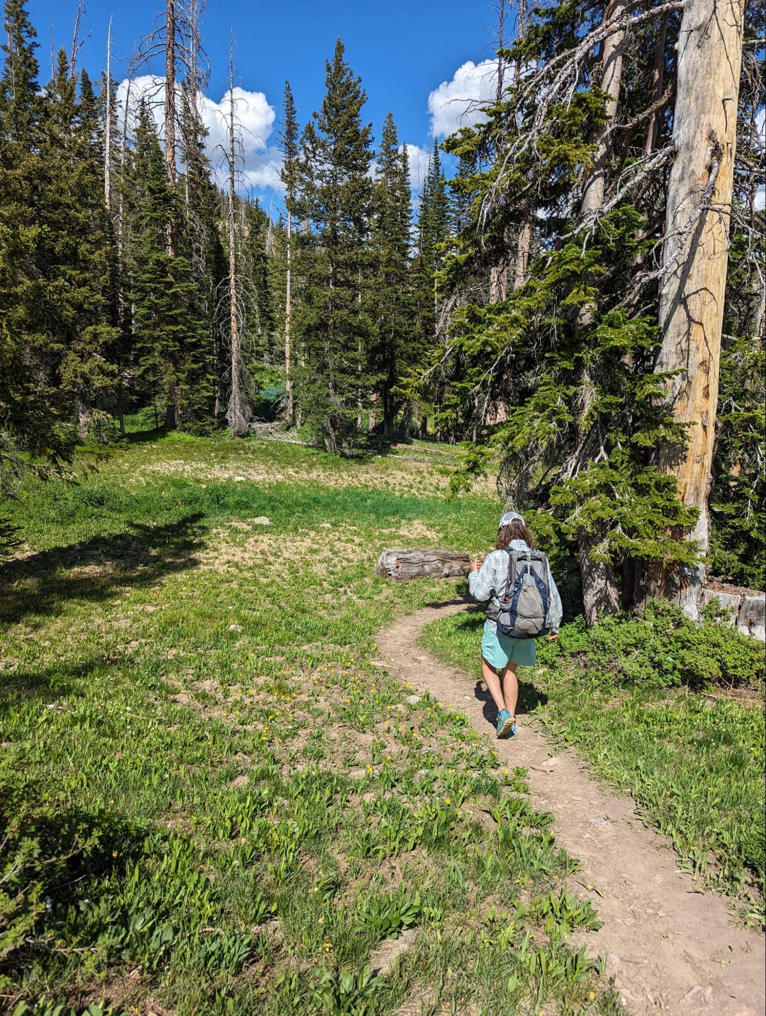 a person walking up a trail in the woods