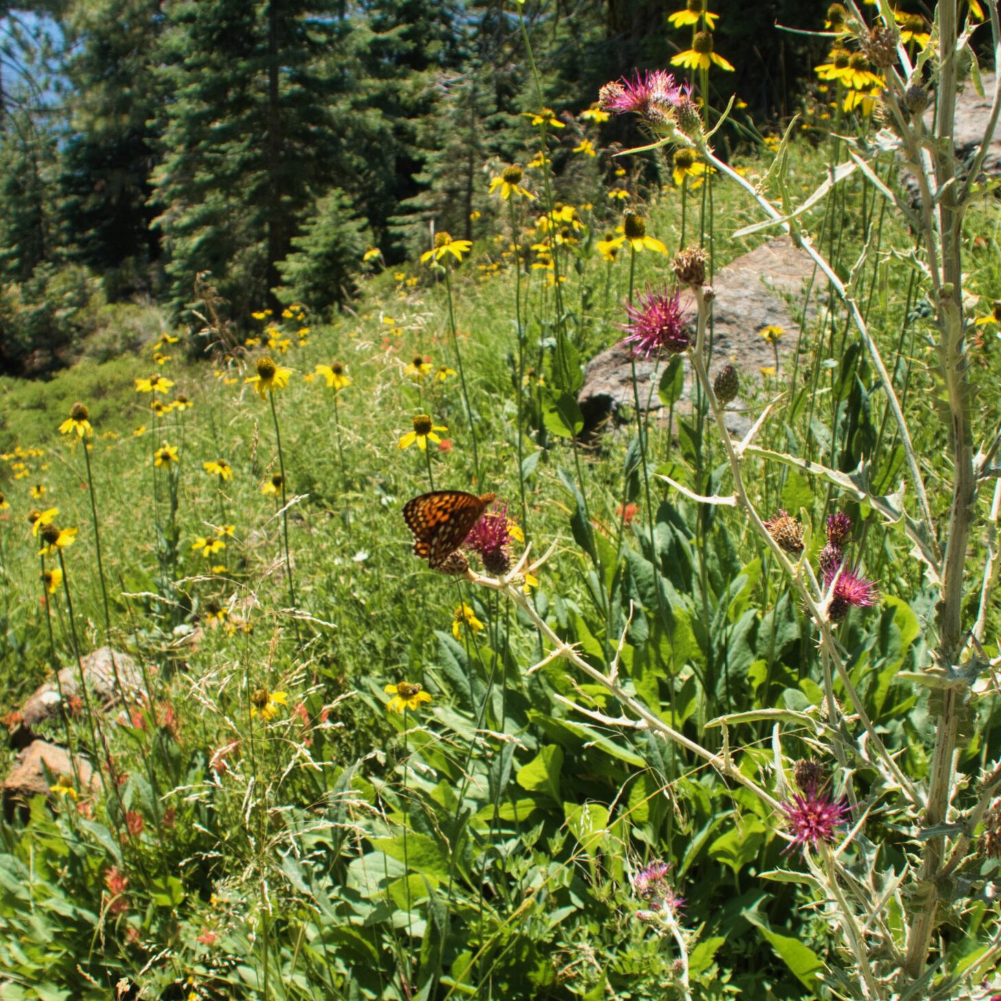 a shot of butterflies feasting on clover flowers.