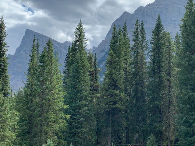 trees and mountains