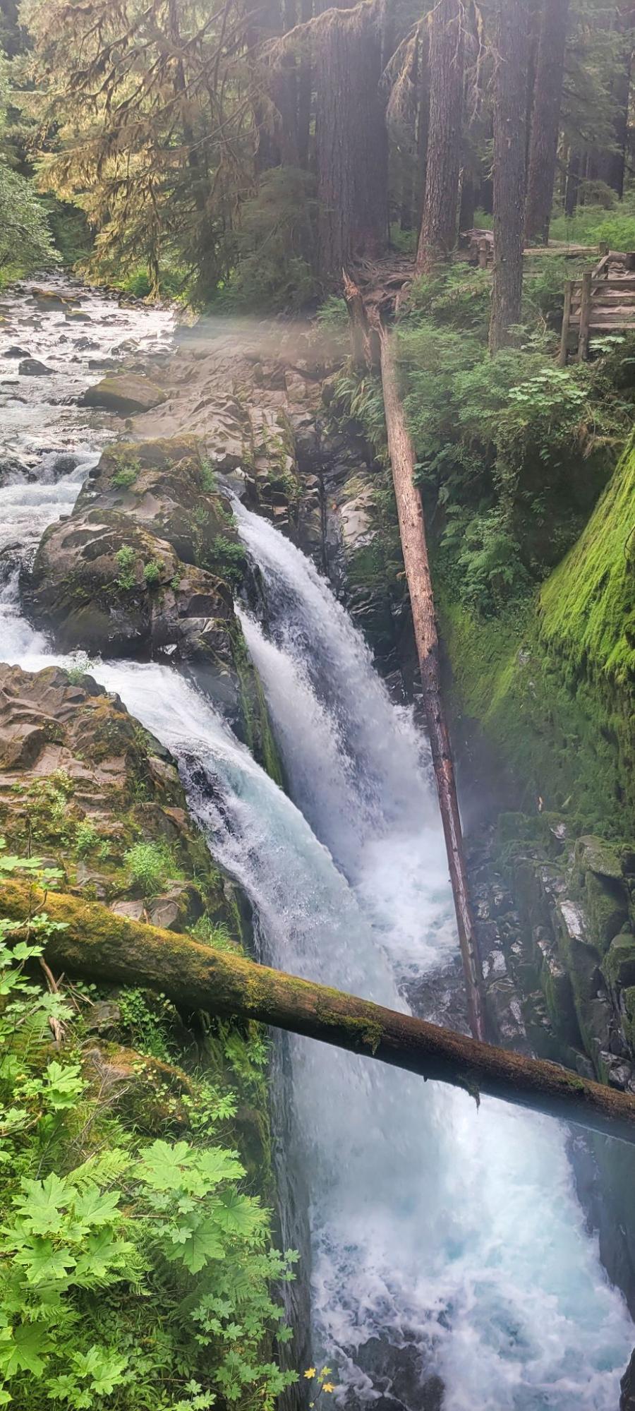 a stream running through a lush green forest