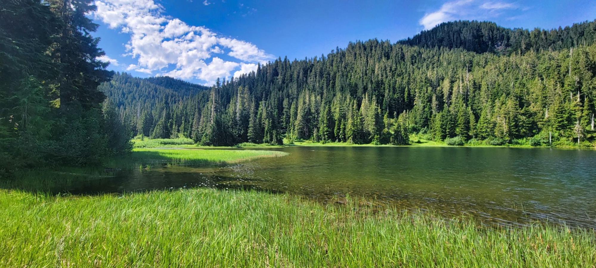 a large body of water surrounded by a forest