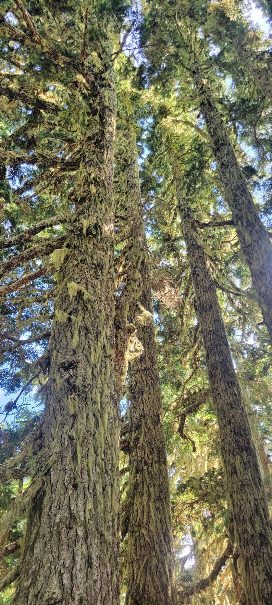 a group of tall trees in a forest