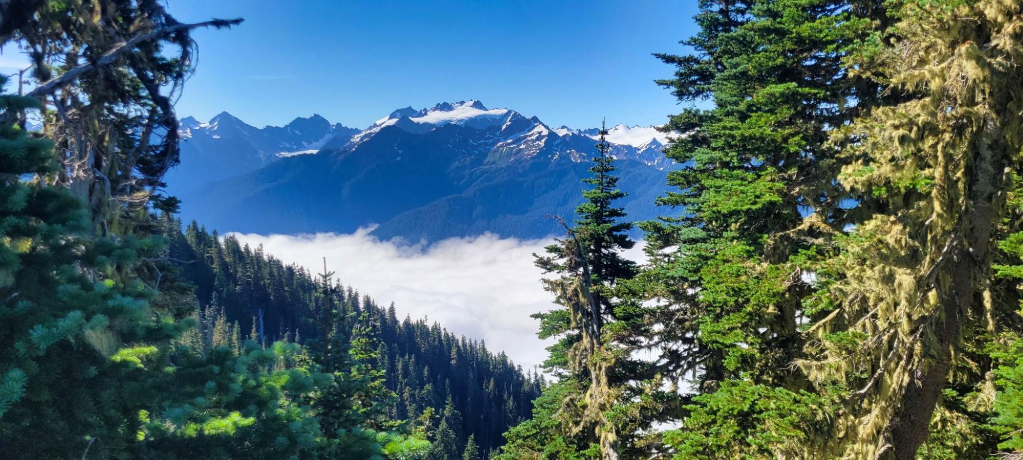 a view of the mountains and trees from a distance