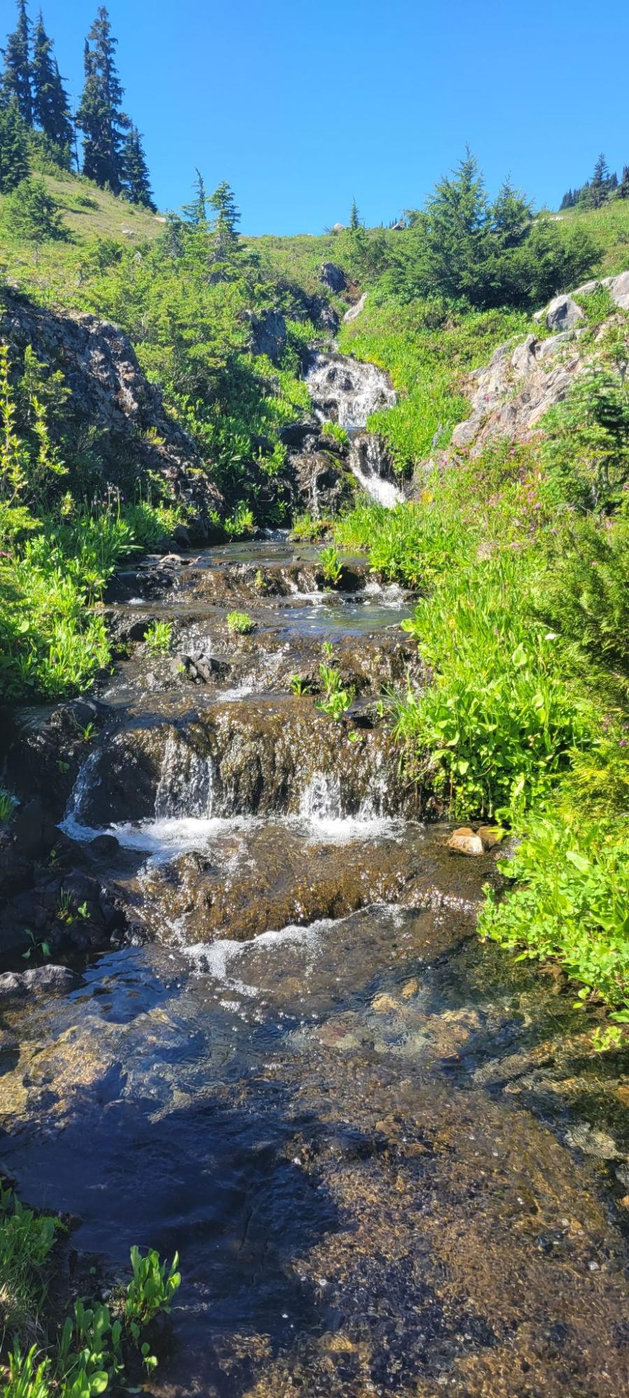 a stream running through a lush green forest