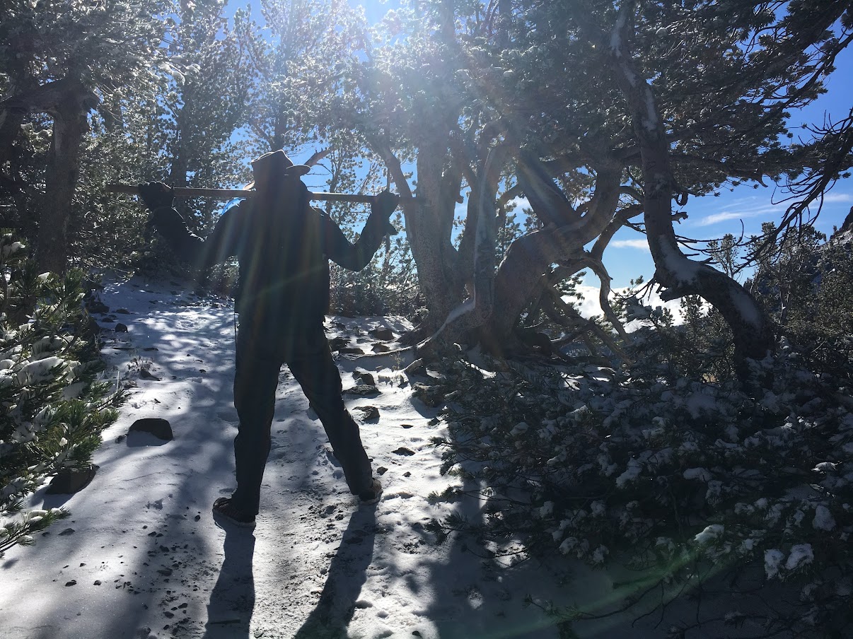 A man stands in a powdering of snow in a grove of small trees.