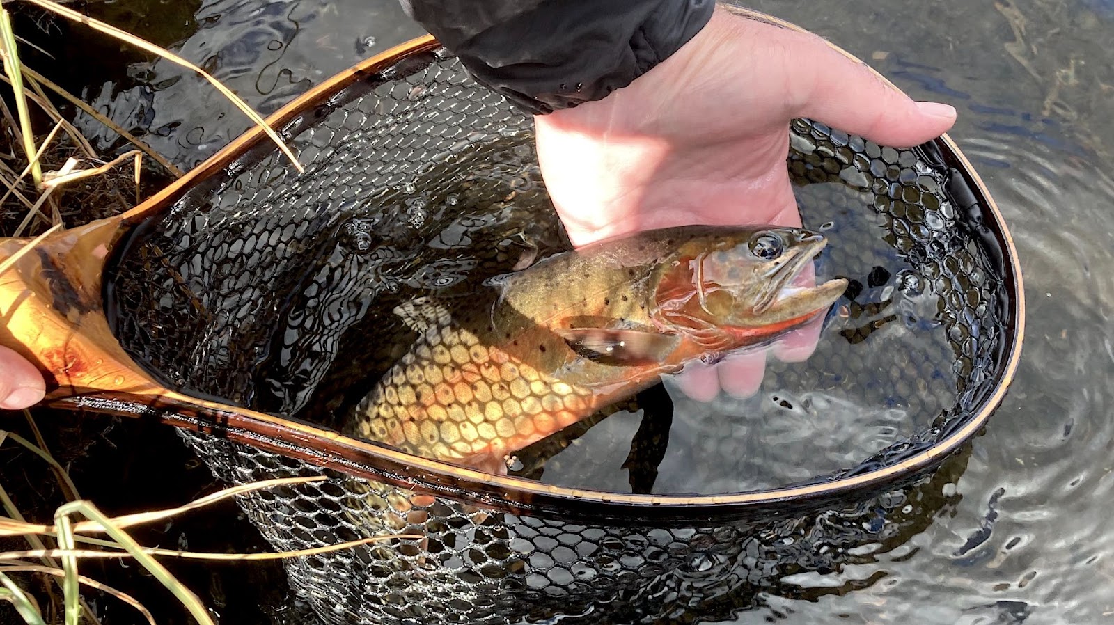 a person holding a fish in a net