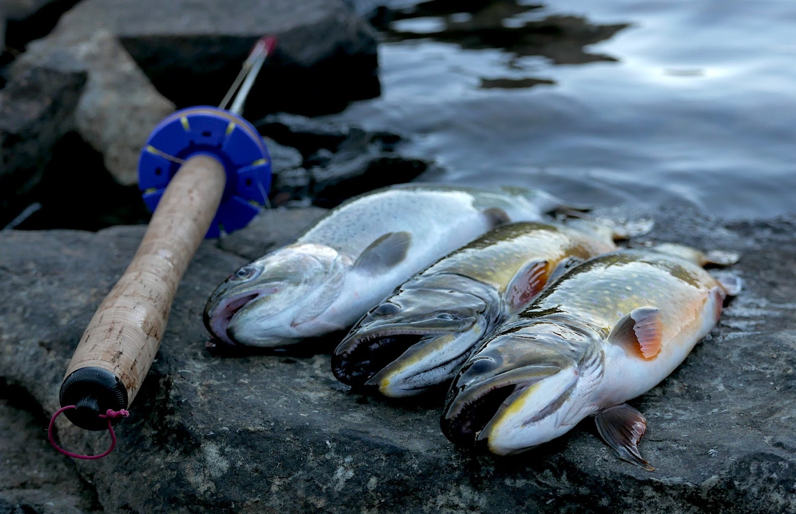 a group of fish laying on top of a rock next to a fishing rod