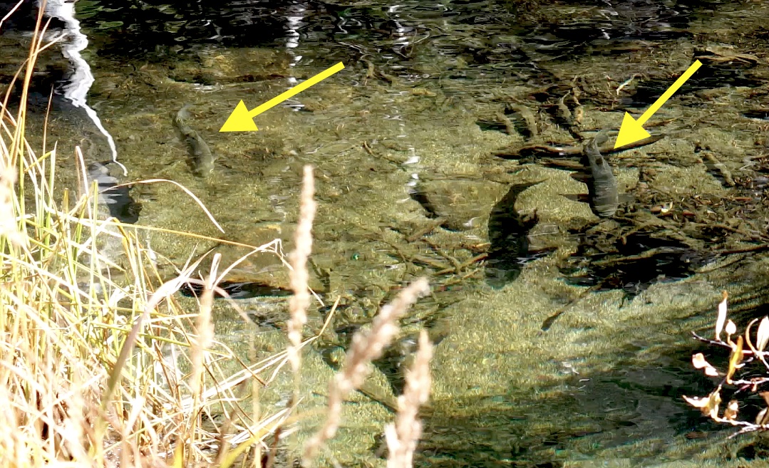 a body of water surrounded by grass and rocks