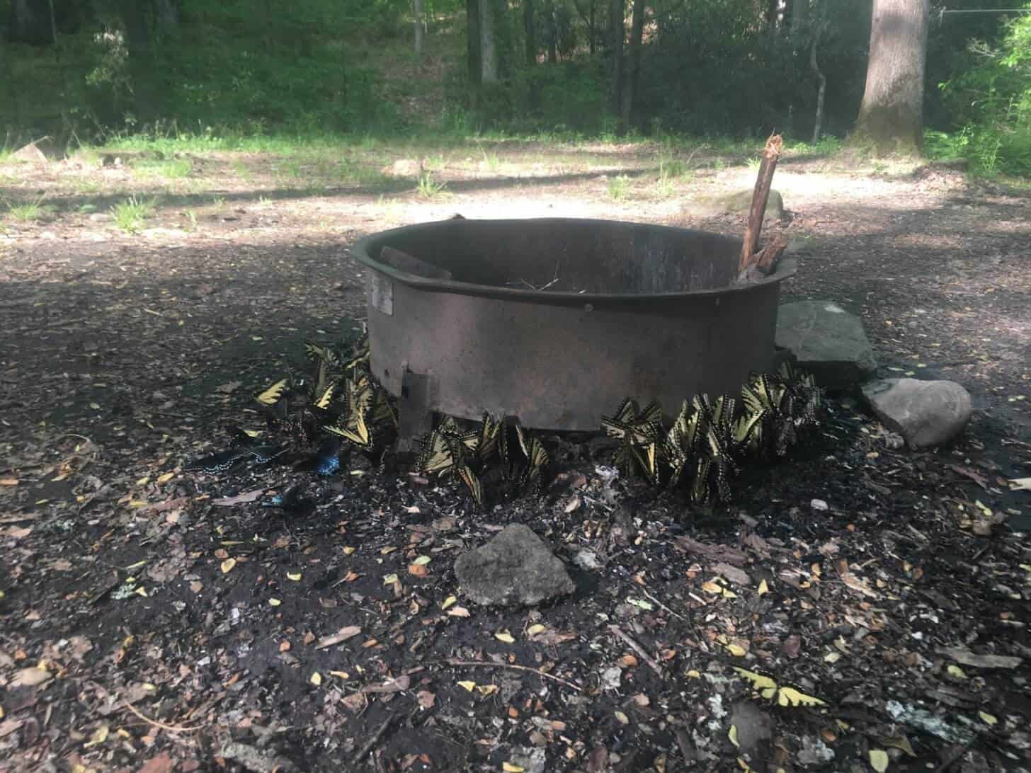 a fire ring surrounded by butterflies.