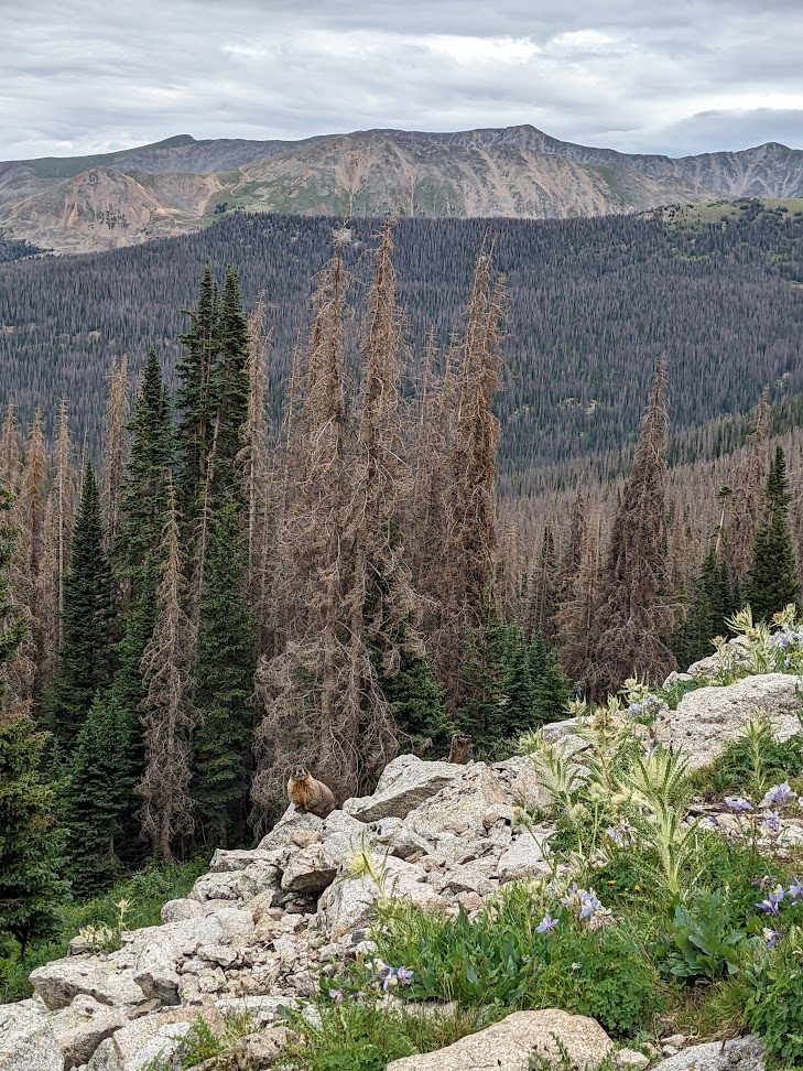 a marmot that is standing on a rock